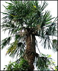 棕櫚(シュロ)の木