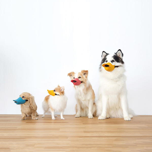 quack closed