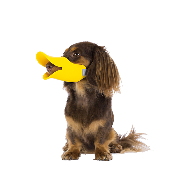 quack(SM)
