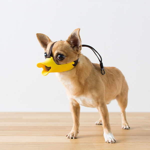 quack(SS)