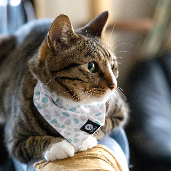 TUNAGO Cat Collar Set