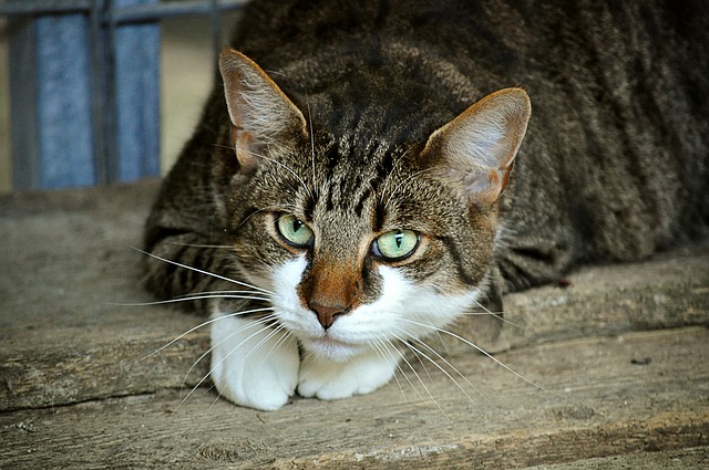 cats-eyes-g3b639a4b7_640