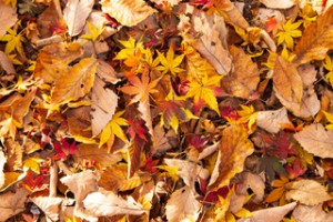 落ち葉掃除が必要な理由とは?