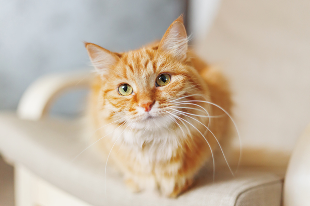 Cute ginger cat is sitting on chair. Fluffy pet looks curious. C