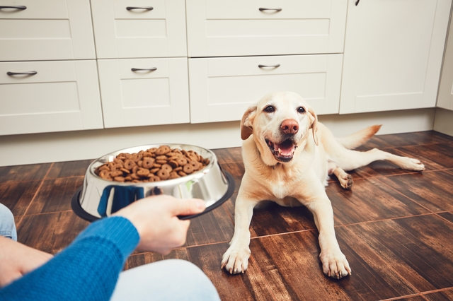 Domestic life with pet. Feeding hungry labrador retriever. The owner gives his dog a bowl of granules.