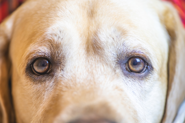Labrador dog eyes. close up macro