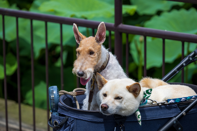 犬猫ペットキャリーの種類とは バッグ リュック カート キャスターの特徴とおすすめ 株式会社テラモト 犬猫ペットキャリーの種類とは バッグ リュック カート キャスターの特徴とおすすめ 株式会社テラモト